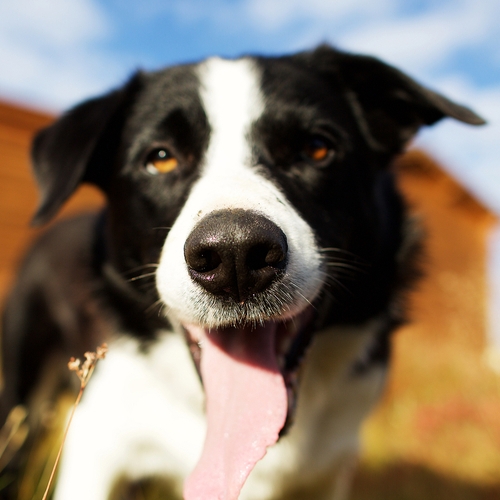 pet business ideas